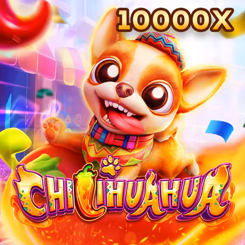 80wins + Fachai Chihuahua Portrait